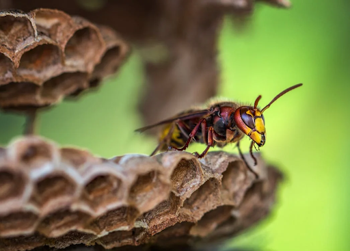 Une abeille proche de sa ruche