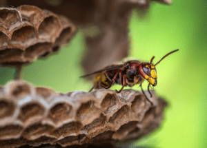 comment se débarrasser d'un nid d'abeille sous toiture